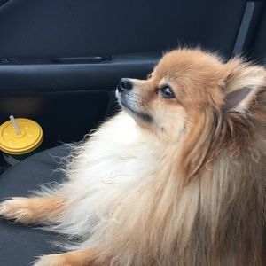 Meet your Posher, Jenny